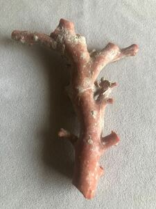 珊瑚（サンゴ）：珊瑚原木