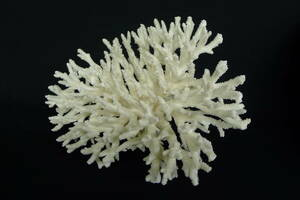 珊瑚（サンゴ）：白珊瑚